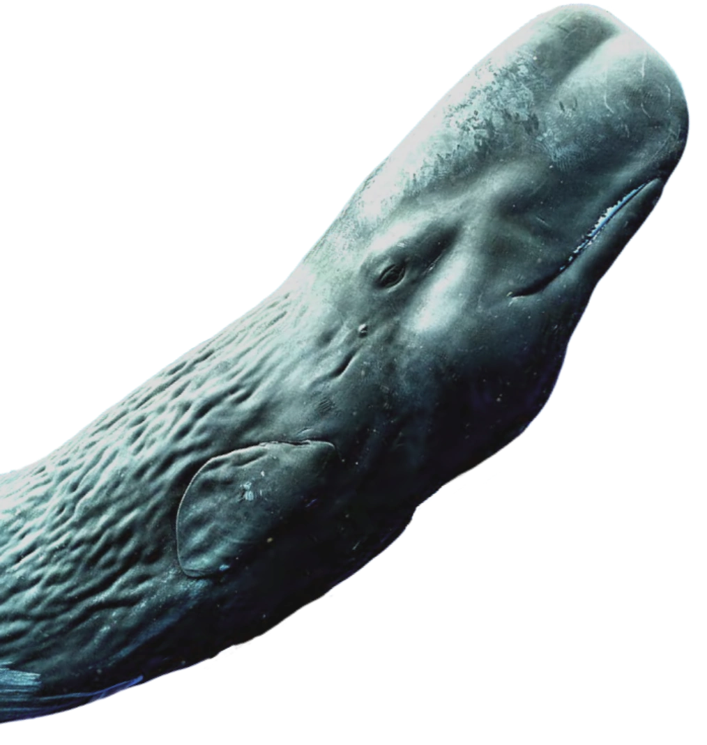 whale